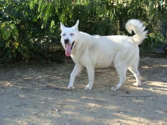 Galak husky (m)  blanc 9 ans sociable calme obéissant REFU66 ADOPTE Refuge%20aout%20004